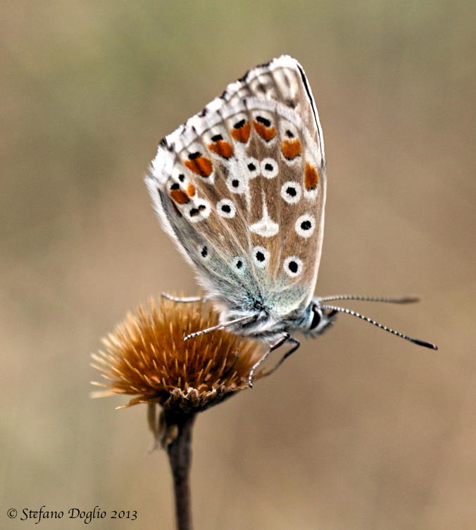 Polyommatus (Lysandra) bellargus